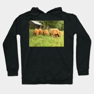 Scottish Highland Cattle Calves 1510 Hoodie